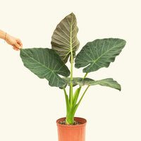 Large alocasia regalshield in a grow pot.