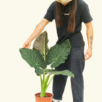 Large alocasia regalshield in a grow pot.