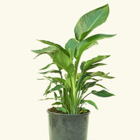 Large White Bird of Paradise (Strelitzia nicolai)