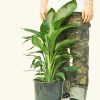 Large White Bird of Paradise (Strelitzia nicolai)