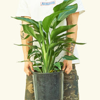 Large White Bird of Paradise (Strelitzia nicolai)