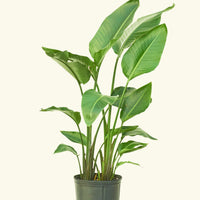 XL White Bird of Paradise (Strelitzia nicolai)