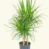 Large Madagascar Dragon Tree (Dracaena marginata)