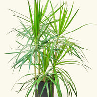 Large Madagascar Dragon Tree (Dracaena marginata)