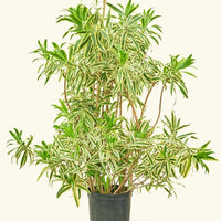 XL Song of India (Dracaena 'Song of India')