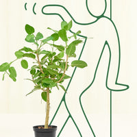 Audrey Plant Rooted LG