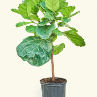 Hank Plant Rooted LG