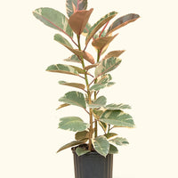 Large Ruby Rubber Tree (Ficus elastica 'Ruby')