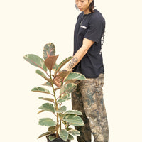 Large Ruby Rubber Tree (Ficus elastica 'Ruby')