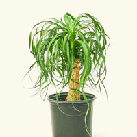 Large Ponytail Palm (Beaucarnea recurvata)
