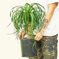 Large Ponytail Palm (Beaucarnea recurvata)