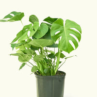 Large Swiss Cheese Plant (Monstera deliciosa)