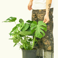 Large Swiss Cheese Plant (Monstera deliciosa)