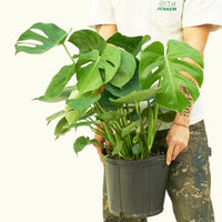 Large Swiss Cheese Plant (Monstera deliciosa)