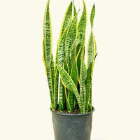 Large Snake Plant 'Laurentii' (Sansevieria laurentii)