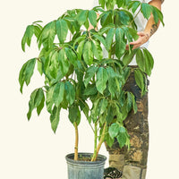 Large Australian Umbrella Tree in a grow pot.