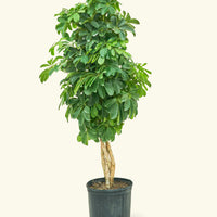 XL Hawaiian Dwarf Umbrella Tree (Schefflera arboricola 'Gold Capella')
