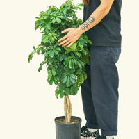 XL Hawaiian Dwarf Umbrella Tree (Schefflera arboricola 'Gold Capella')