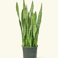 Large Snake Plant 'Zeylanica' (Sansevieria zeylanica)