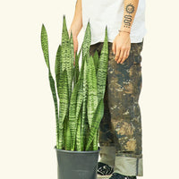 Large Snake Plant 'Zeylanica' (Sansevieria zeylanica)