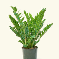 Large ZZ Plant (Zamioculcas zamiifolia)