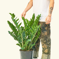 Large ZZ Plant (Zamioculcas zamiifolia)