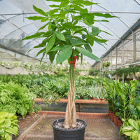 Benjamin Plant Rooted XL
