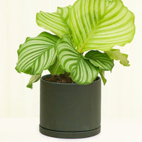 Smooth Matte Plant Pot 191 Planter KINTO Charcoal XS