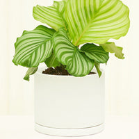 Smooth Matte Plant Pot 191 Planter KINTO Moonstone SM