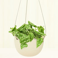 Rounded Hanging Planter 201 Planter KINTO Beige MD