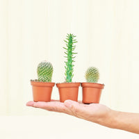 Baby Cactus Box