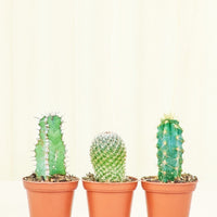 Baby Cactus Box