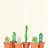 Baby Cactus Box