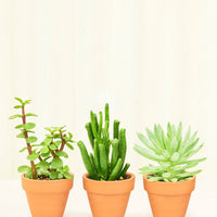 Baby Desert Box + Planter Set Bundle Rooted