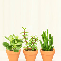 Baby Desert Box + Planter Set Bundle Rooted