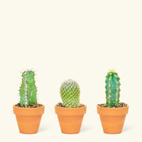 Baby Cactus Box + Planter Set