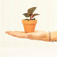 Mini Standard Terracotta Planter Set Planter Deroma