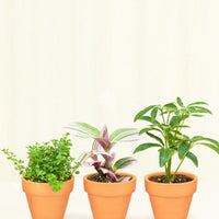 Baby Mystery Jungle Box + Planter Set Bundle Rooted Bright/Direct