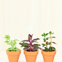 Baby Mystery Jungle Box + Planter Set Bundle Rooted Low/Medium