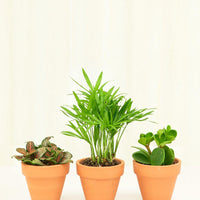 Baby Furry Friends Box + Planter Set Bundle Rooted