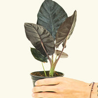 Small alocasia blackpanther in a grow pot.