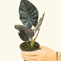 Small alocasia blackpanther in a grow pot.