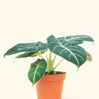 Small alocasia blackvelvet in a grow pot.