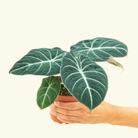 Small alocasia blackvelvet in a grow pot.