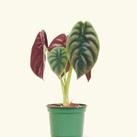 Small alocasia cuprea in a grow pot.
