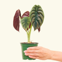Small alocasia cuprea in a grow pot.