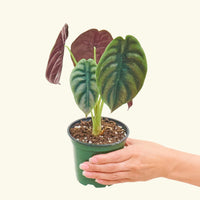 Small alocasia cuprea in a grow pot.
