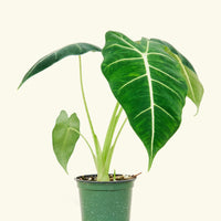 4" alocasia frydek in a grow pot.