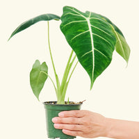 4" alocasia frydek in a grow pot.