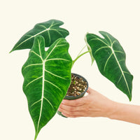 4" alocasia frydek in a grow pot.
